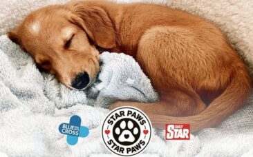 Daily Star – ‘Star Paws Takeover’