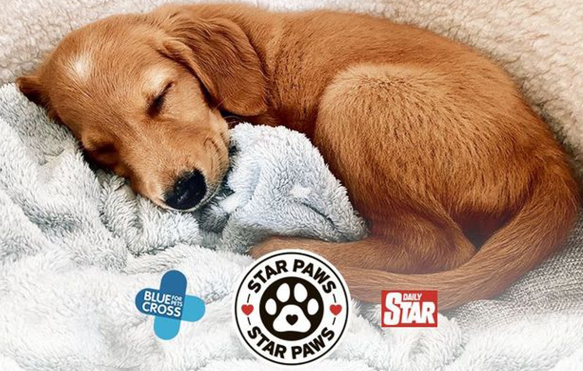 Star Paws Takeover – Daily Star