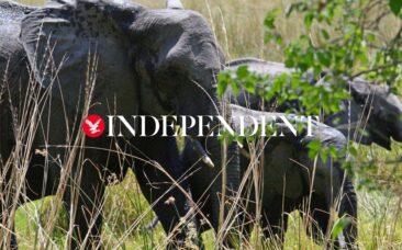 Independent – ‘Stop the Illegal Wildlife Trade’ campaign