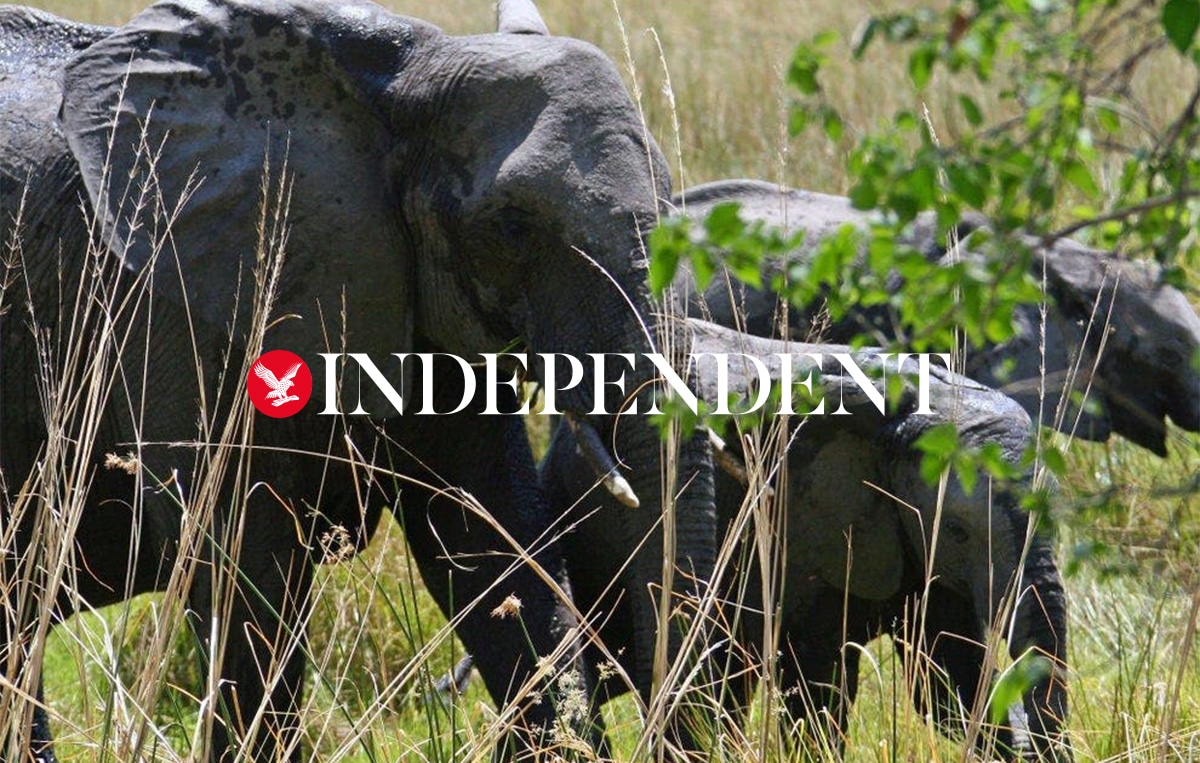 Stop the Illegal Wildlife Trade – Independent